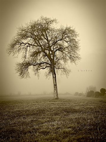 l'arbre
